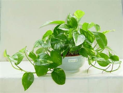 绿萝 风水